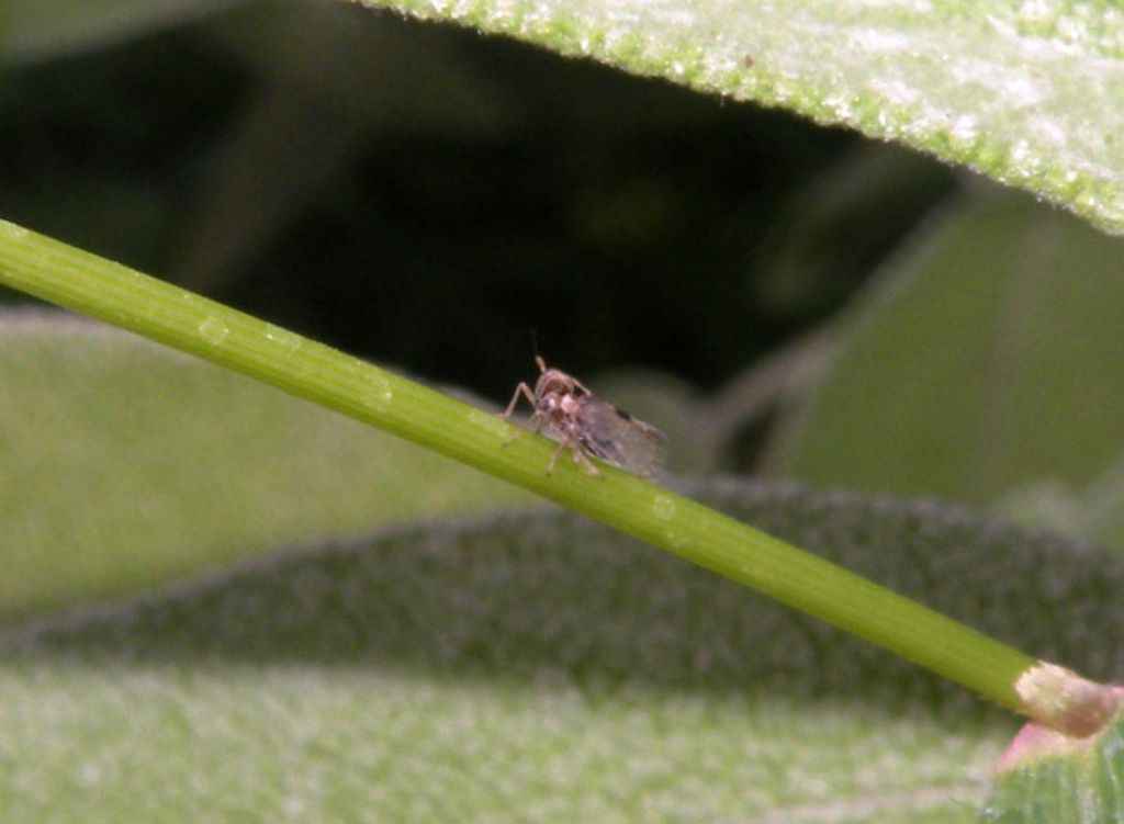Laodelphax striatella?